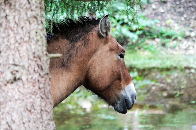 A Przewalkski horse head behind a large tree trunk with blurry stream in background. The horse ears are swiveling toward sounds.