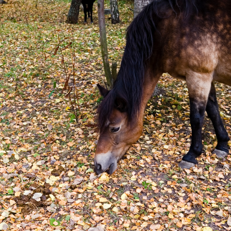 A dappled brown horse eating fallen leaves on a fall enrichment walk.