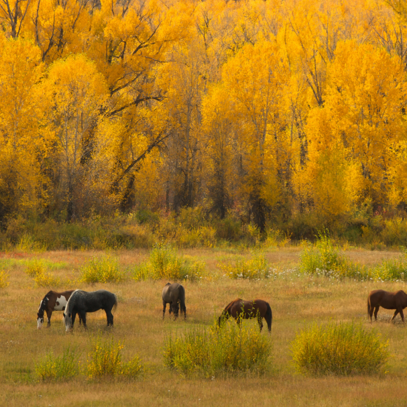 A herd of horses grazes in the distance on wild grasses with tall golden fall trees in background.