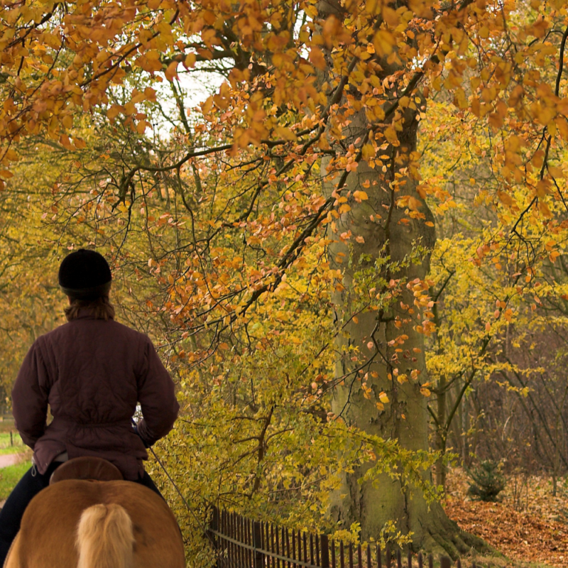 A person on horseback seen from behind walking through the woods in fall.