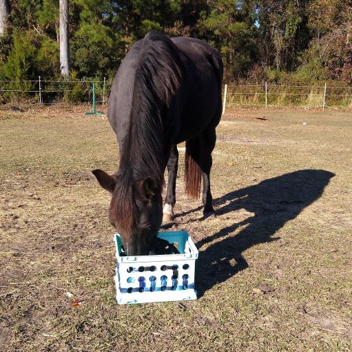 A black horse stands in a grass field with nose in a DIY horse snuffle box toy.