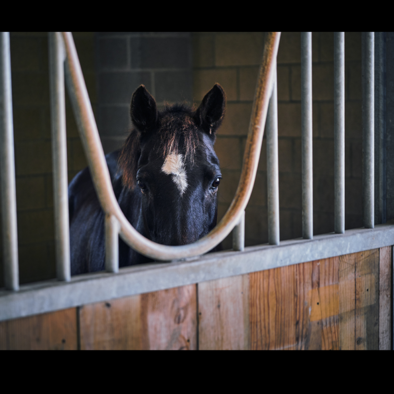A black horse looking out of a concrete block stall with metal bars, ears facing toward the camera. Horses like this benefit from music enrichment.