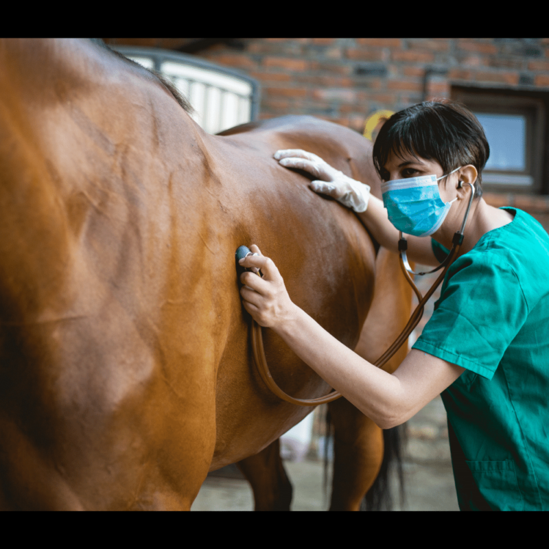 A veterinarian using a stethoscope on a bay horse.