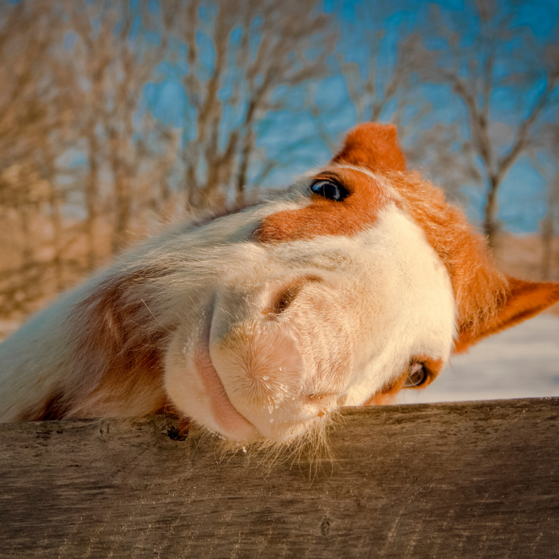A chestnut and white pinto horse in winter coat leans across a fence board and seems to smile.