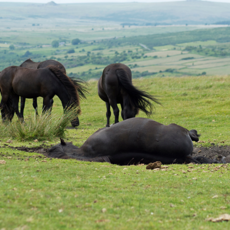 Four black horses at pasture. One black horse is rolling in a mud wallow demonstrating the Self Maintenance Opportunity to Thrive for horses. 