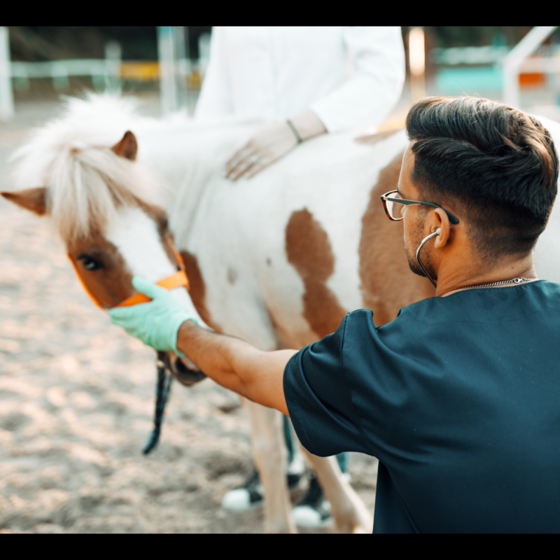 A veterinarian reaches toward a chestnut and white pinto pony while providing the Optimal Health Opportunity to Thrive.
