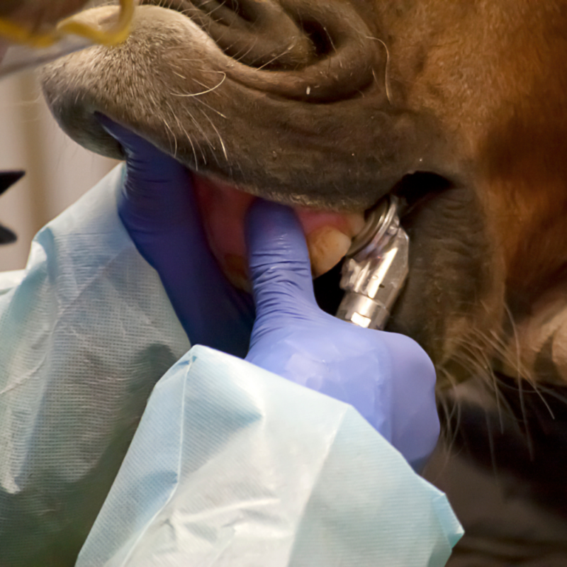 An equine dentist performing an equine dental float on a horse's incisors.