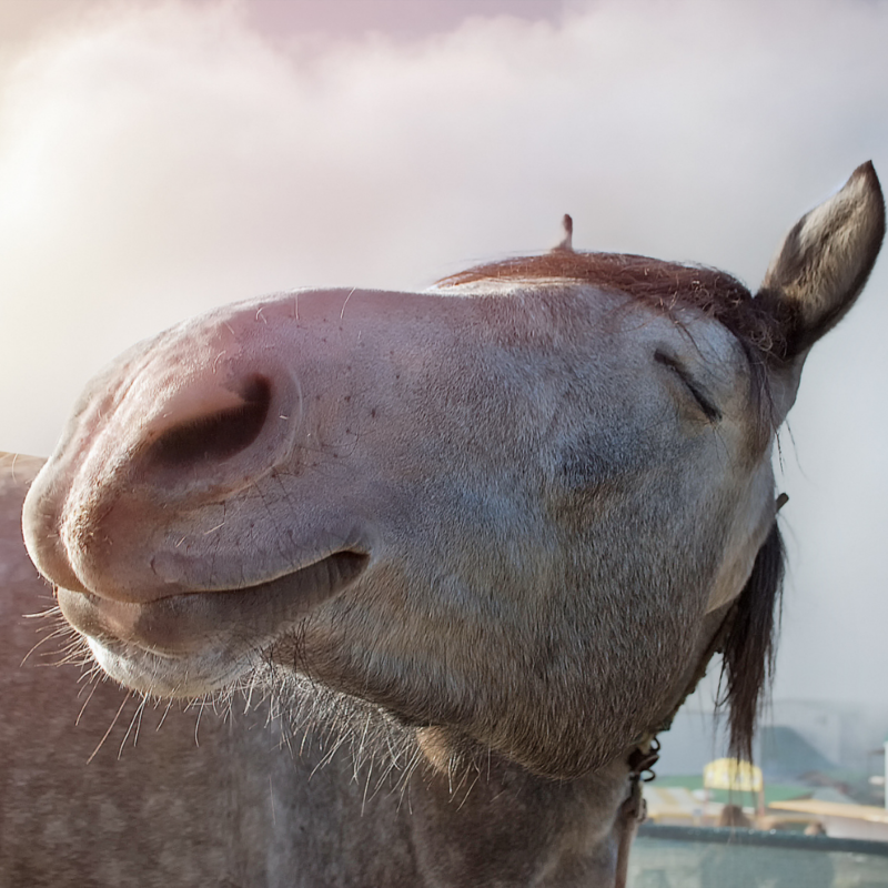 A gray horse seems to smile with closed eyes.