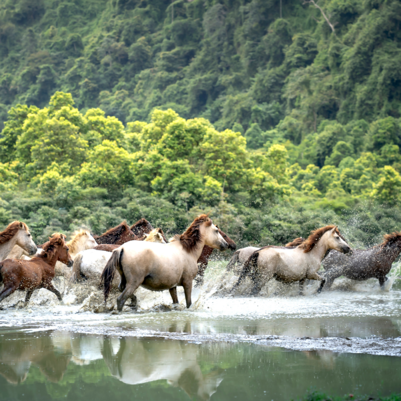 A herd of horses demonstrating the choice and control opportunity to thrive by splashing in a stream.