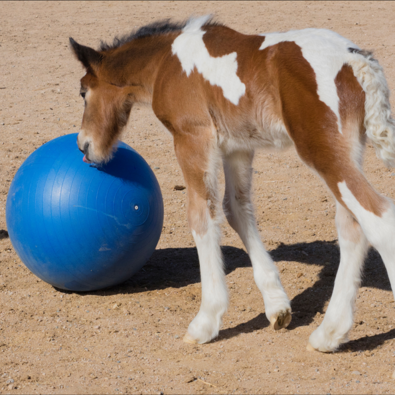 Some horses ignore toys but this pinto foal likes rolling a large blue yoga ball around.