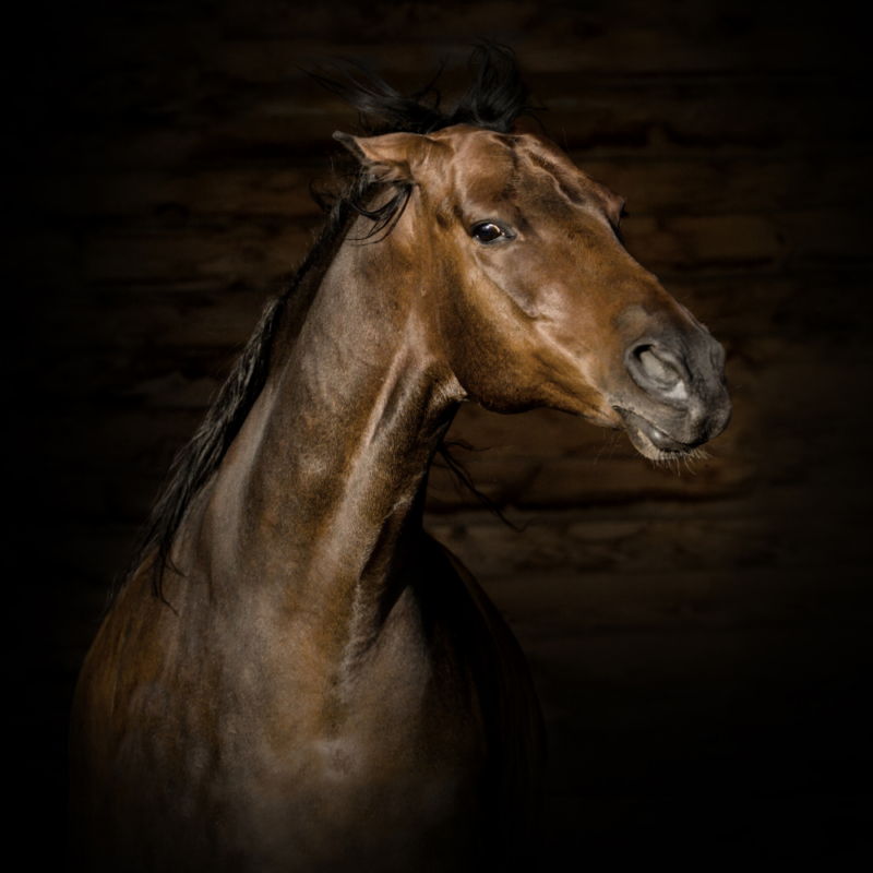 A bay horse showing anger and aggression with ears pinned flat against head, eyes hard and wide, and tense nostrils. 