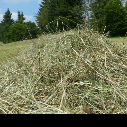 A pile of hay representing the forage based Opportunity to Thrive for horses: Balanced Diet.