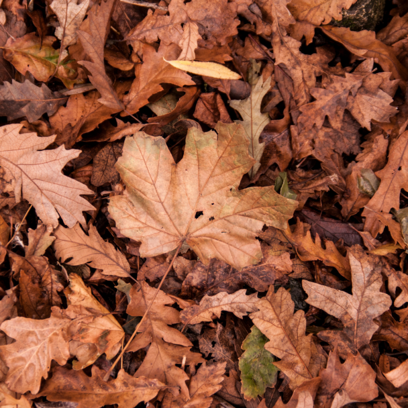 Dry, crunchy brown autumn leaves on the ground.
