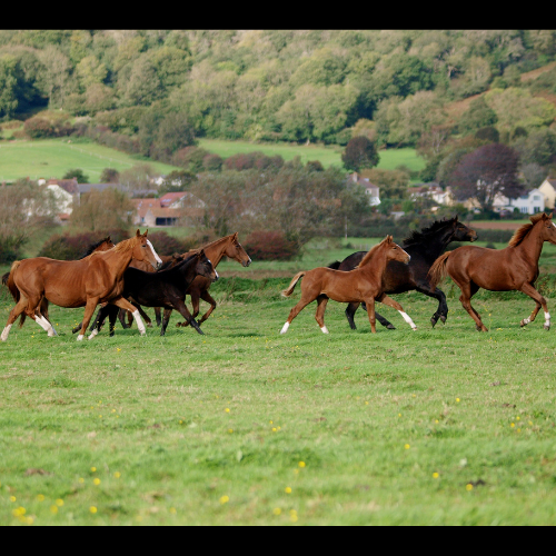 A herd of bay and chestnut horses running across a green field. The horses appear to have good equine welfare.