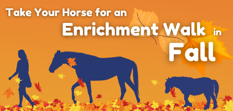 A person and two horses on an autumn orange background walking through leaves. Caption reads Take Your Horse on an Enrichment Walk in Fall