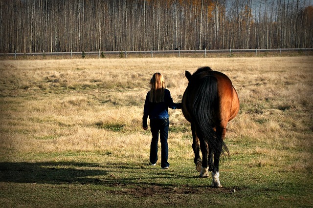 A woman on an enrichment walk with a large bay horse, seen from behind on background of dry fall grass.