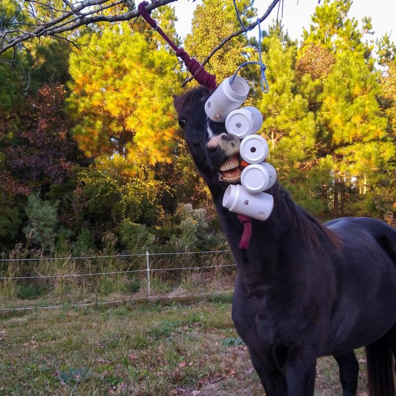 A horse using a hanging jar puzzle feeder toy without frustration. 