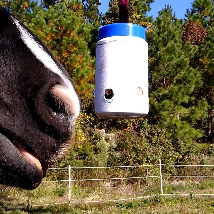 A horse's nose sniffing the white DIY stall toy jar with food inside the holes.