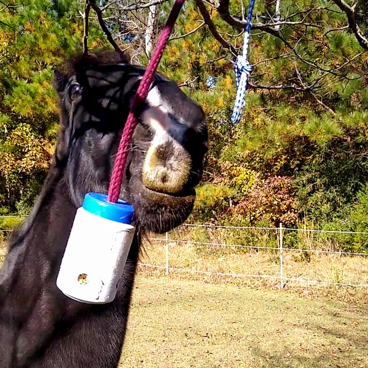 A black horse playing with the plastic jar DIY stall toy swinging from a maroon rope.