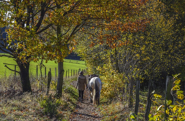 A person and white horse on a fall enrichment walk in center frame, surrounded by trees in autumn colors. 