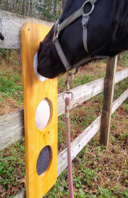 A black horse smells a DIY sensory board attached to a pasture fence, receiving scent enrichment.