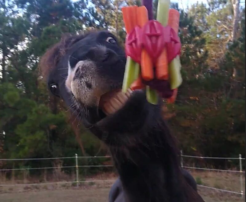 A horse enjoying his owner's 2022 New Year's resolution to provide more enrichment with a treat ball.