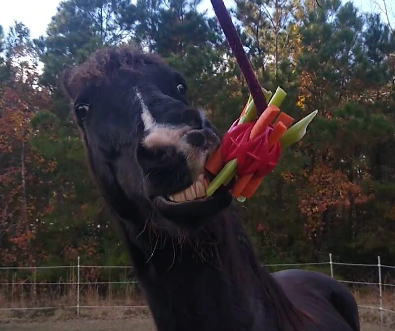 A horse learning to play with a red treat ball toy. 