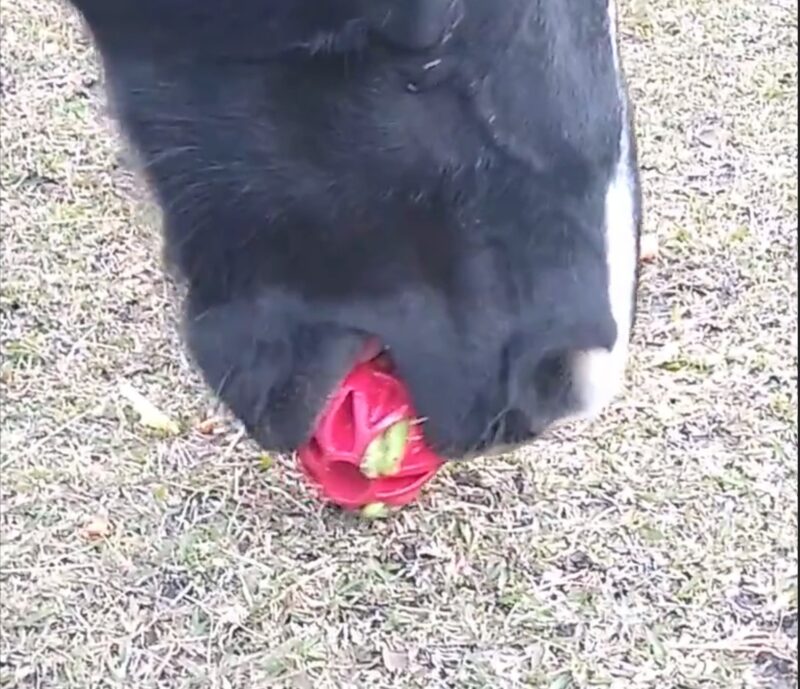 A horse biting the red rubber ball.