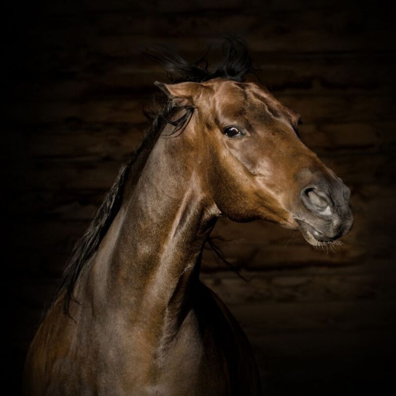 A bay horse with threatening body language including pinned ears, rigid posture, and hard stare. 