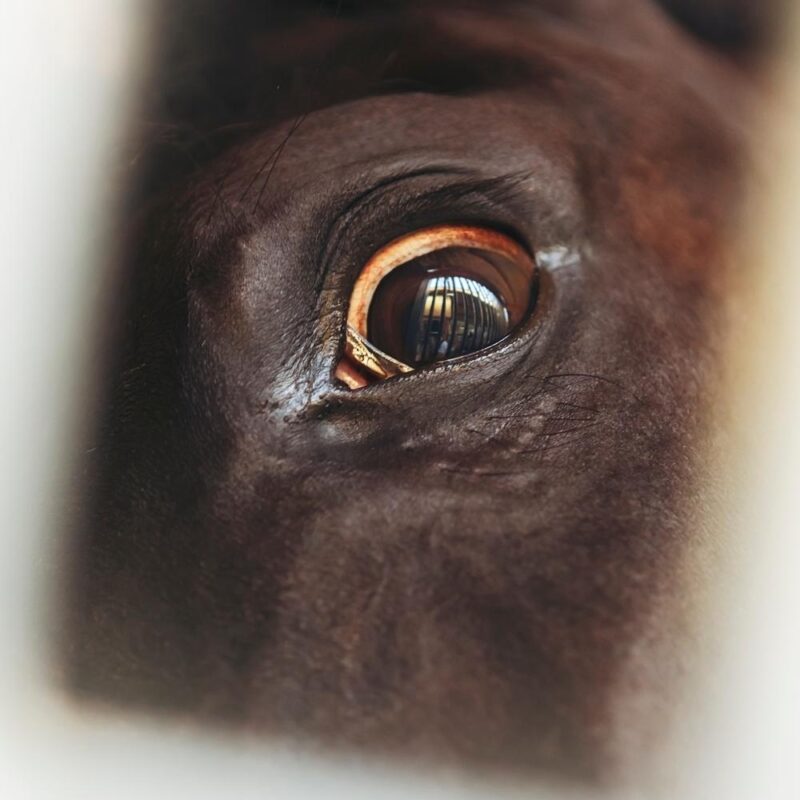 Close up of a brown horse's eye with a wide, fearful expression