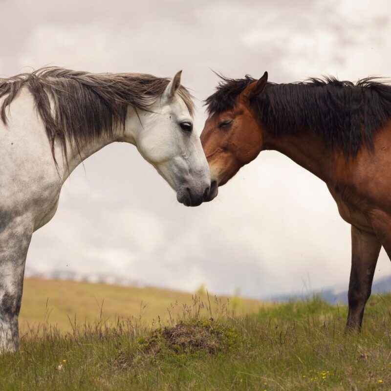 A grey horse on left and bay horse on right touch noses in an open grassland.
