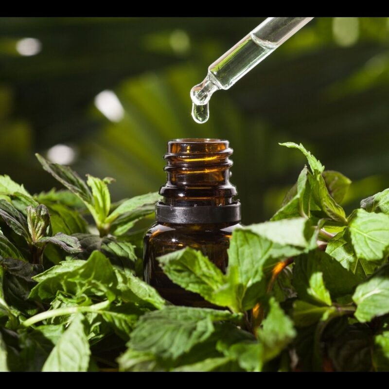 An open bottle of essential oils for horses set in fresh herbs, dropper emerging from top with drop of oil hanging from tip.