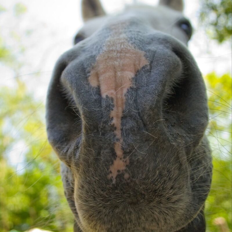 Close up of a horse's nose, seen from below.