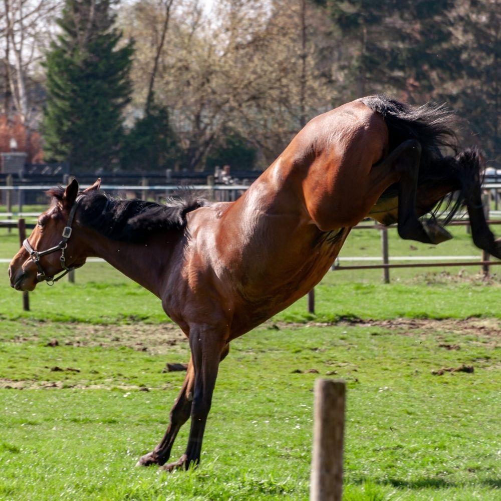 Is My Horse Bored? Signs of Equine Boredom - Enriching Equines