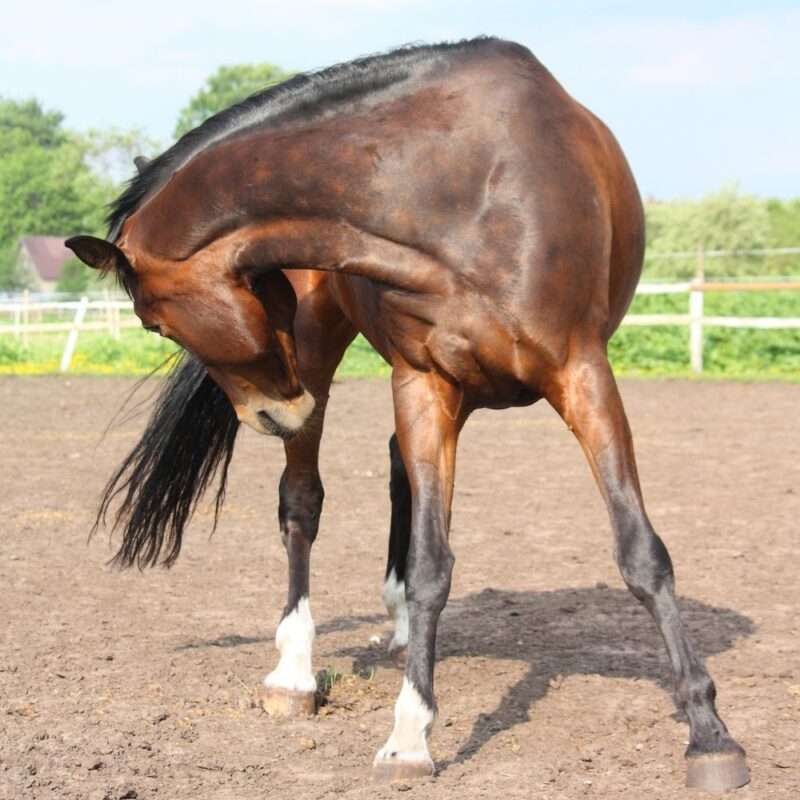 A horse turning to bite or scratch its flank. 