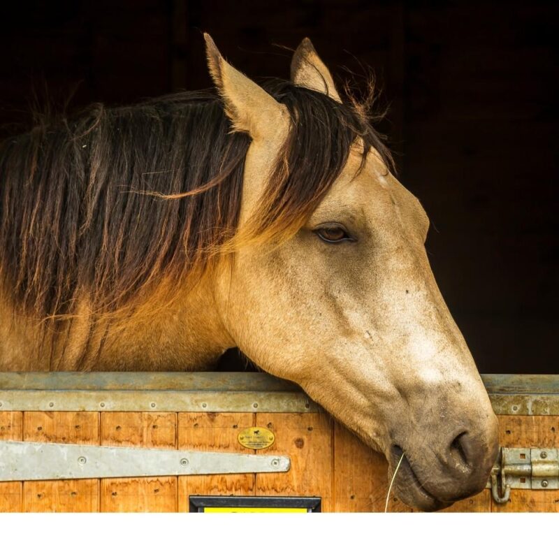 A buckskin horse will dull expression. The eyes are half closed and the ears are back and relaxed.