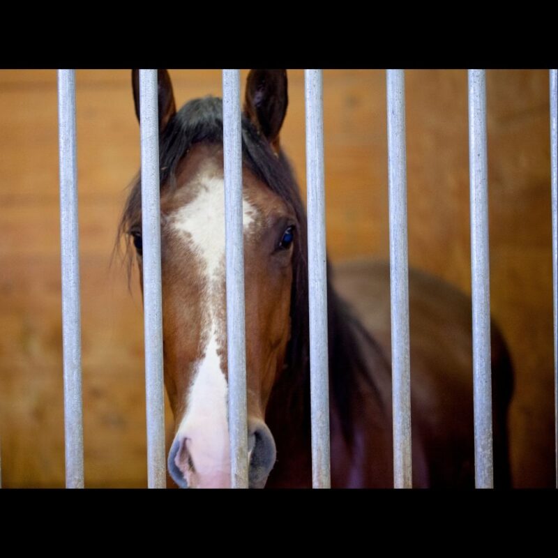 A horse behind stall bars.