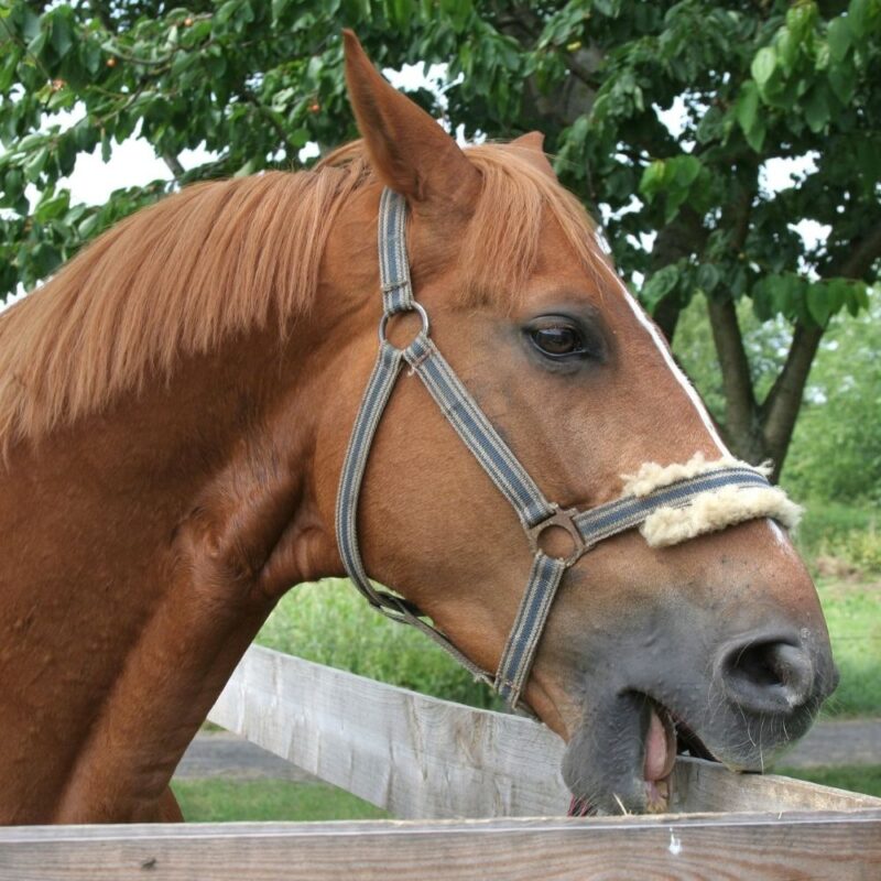A bored horse chewing or cribbing on a wood fence. 