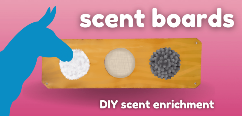 Pink hero image with white text. Image is a scent board for horses with blue silhouette of donkey sniffing the scent board. White text reads Scent Boards: DIY Scent Enrichment