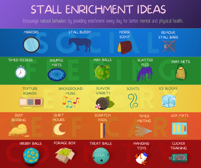 Infographic in rainbow colors, top to bottom: purple, blue, green, yellow, orange, and red horizontal bars with pictures and text in each bar. Text reads: Stall Enrichment Ideas. Encourage natural behaviors by providing enrichment every day for better mental and physical health. Social, Feeding, Sensory, Self Care, Cognitive. 