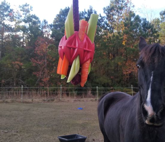The JW Pets Megalast ball for horses hanging in foreground and full of carrot and celery sticks. A black horse in background.