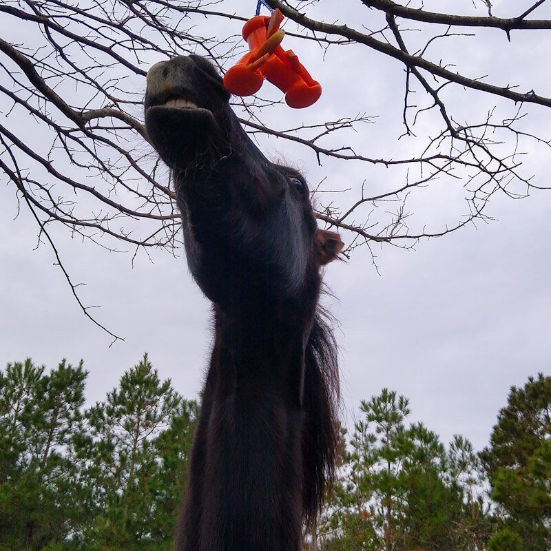 View from below as a horse plays with a Kong Quest Wishbone hanging from a tree