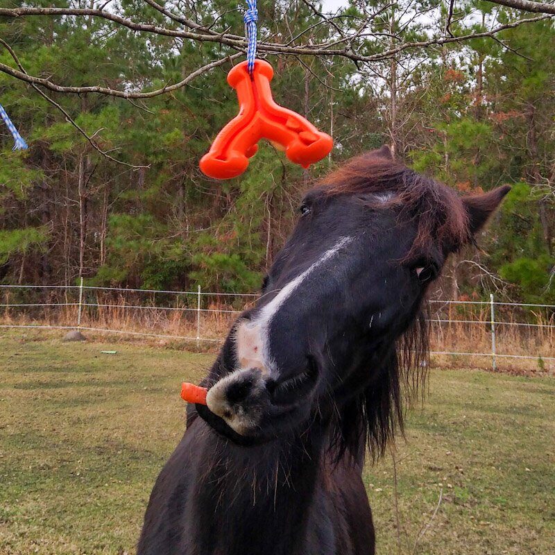 A horse succeeds in getting a carrot treat from a hanging horse toy