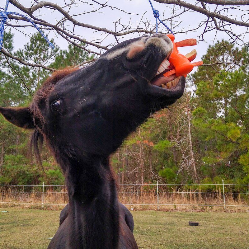A black horse uses the Kong Quest Wishbone toy hanging from a tree with mouth open