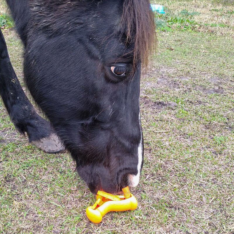 A horse touches a Kong Quest Wishbone toy for horses lying on the ground