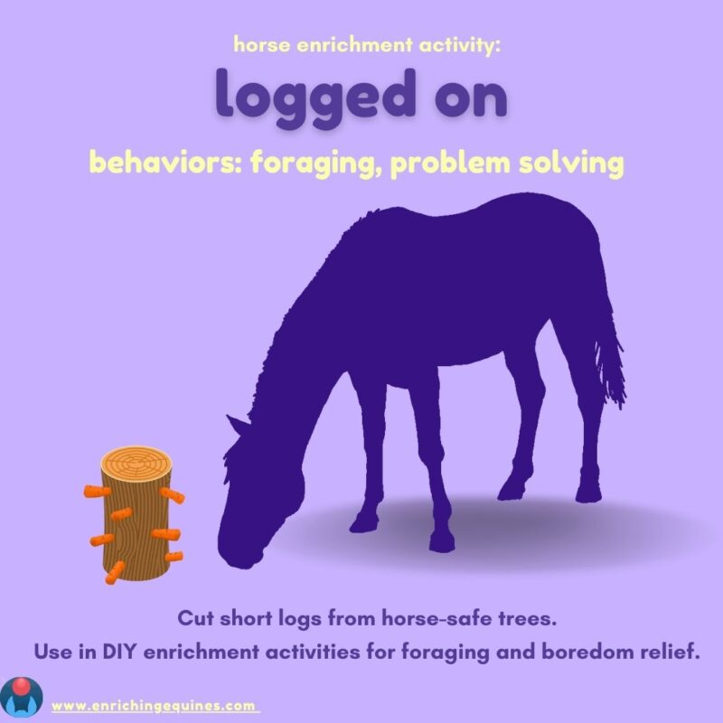 Purple infographic shows deep purple horse silhouette sniffing DIY horse log toy. Text reads: Horse enrichment activity: logged on. Behaviors: foraging, problem solving. Cut short logs from horse safe trees. Use in DIY enrichment activities for foraging and boredom relief. 