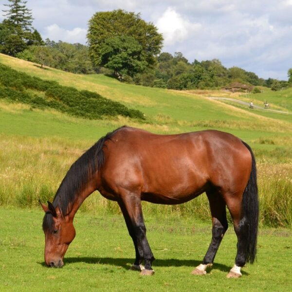 DIY Hay Net Anchor For Horses: Easy, Natural Feeding - Enriching Equines