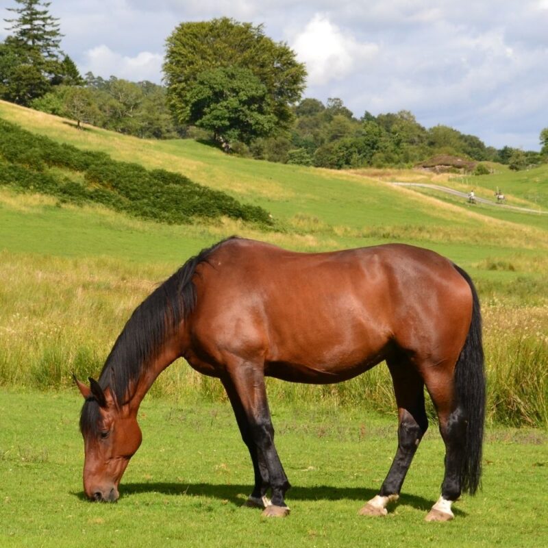A bay horse grazing with head down on a grassy pasture.