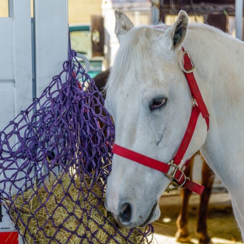 A grey pony wearing red halter eating from a hay net tied at shoulder height. 
