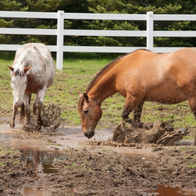 Two horses pawing enthusiastically in mud.
